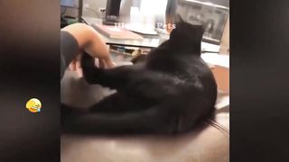New Funny Animals 2023 ???? Funniest Cats and Dogs ???????? 5