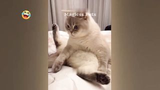 Funniest Animals 2023 ???? New Funny Cats and Dogs Videos ???????? 3