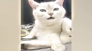 Funniest Animals 2023 ???? New Funny Cats and Dogs Videos ???????? Part