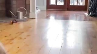 Funny animals ???????????? dogs and cats