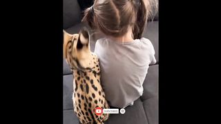 Cute Cat Funny Cat Compilation video