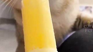 Os gatos mais engraçados! (Impossível não rir)