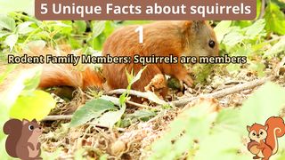 5 Unique Facts about squirrel