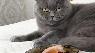 Funny Cats Viral Video 2