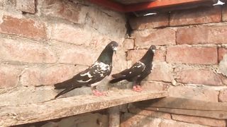 Core commander breadarpair pigeon beautiful