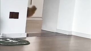 funny dogs 11