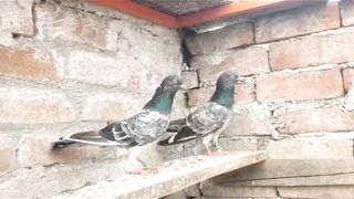 Meharo wala breedar pair pigeon beautiful