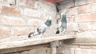 Kasuri breedar pair pigeon beautiful