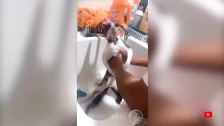 Funniest Cats And Dogs Videos ????????- Best Funny Animal Videos 2023