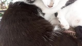 The cats love his mother
