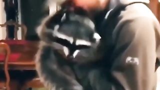 Funny Raccoons Viral Video 2