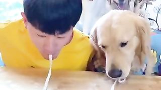 Cute dog 001