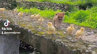 Puppy 6
