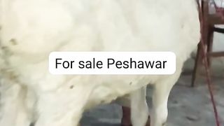 Bull for sale biggest Bull for sale