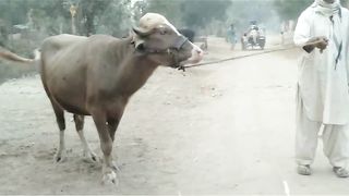 Buffalo for sale in Pakistan