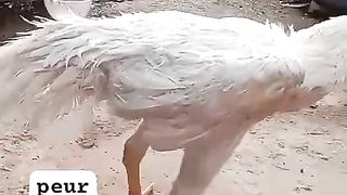 White Aseel rooster breeder murga for sale