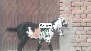 Biggest goats for sale in Pakistan