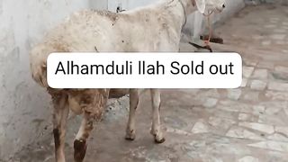 Sheep for sale in Pakistan