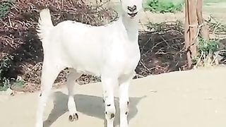 Goat for sale in Pakistan new