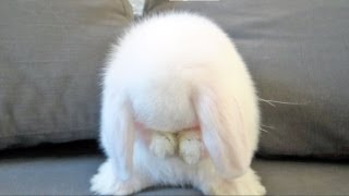 Cute Baby Bunny Washing Her Face 3