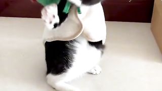 FunnyVideo #6 2