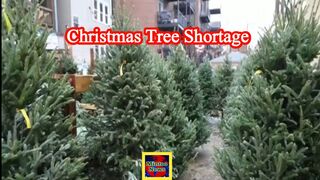 Christmas tree suppliers face shortage as the holiday approaches