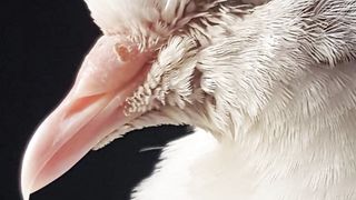 the sweet voice of the turtle dove/Geopelia Striata