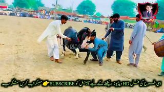 #horse #horselover #nezabazi #pakistan #mianwali #foryoupage #niazi #foryou #noorniazi786#ahmad#horse#power 3