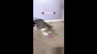 THESES CATS ARE SO EXCITED