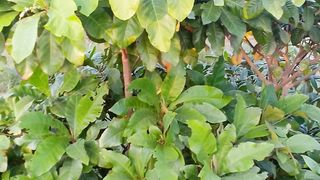 Best nature tree idea for house and garden decoration