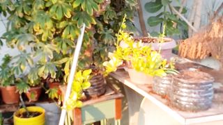 Amazing house and garden decoration idea