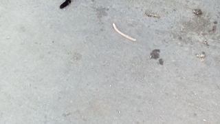 Beautifully cute and funny tabby cat in the street