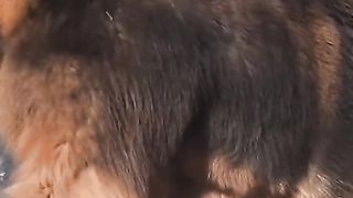 Big Dog 2