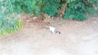Beautiful cat video febspot