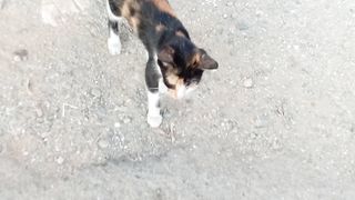 Its really cute and funny pet cat