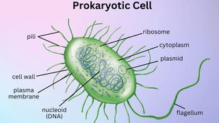 What are the properties of Prokaryotes? What is prokaryotic cell? It's features? It's speciality? #biology #knowledge #information