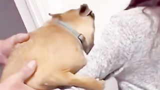 Cat got talent
