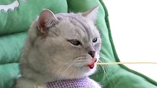 Warm moments for pets and children!