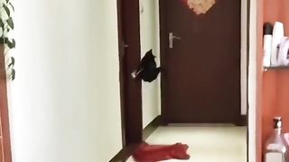 Kung fu cat