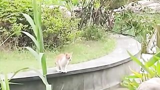 Unlucky cat 2
