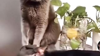 Cats and dogs fighting