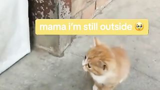 Cat Mom bullies her child