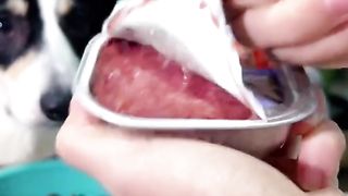 Funny Dog Viral Video 56