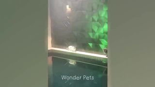 Best Funny Animals 2023 ???? Funniest Dogs and Cats ???????? Part