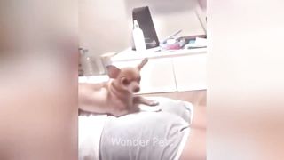 Funniest Animals 2023 ???? Best Funny Cats and Dogs Videos ????????