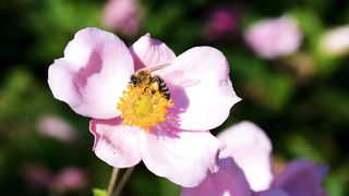Nature of flowers and insects!