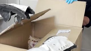 Stray cats help