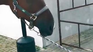 Funny Dog Viral Video 57