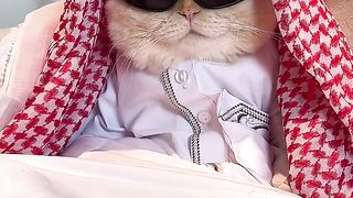 Kitty.entertainment