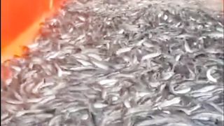 Miliki 5 jenis BAK SORTIR ini jika kalian budidaya ikan lele di segmen pembesaran